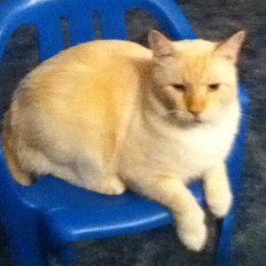 Meet your Posher, Kay